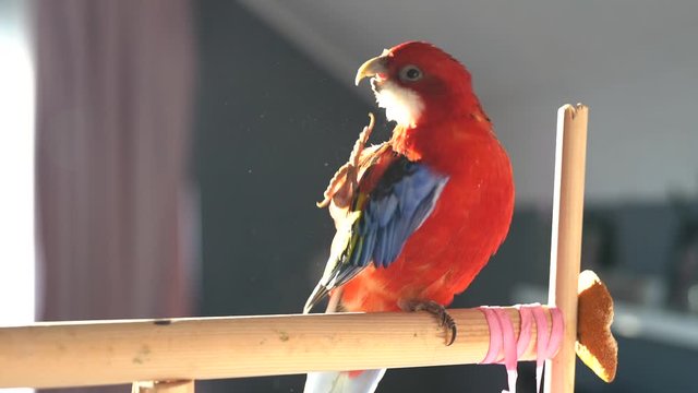 red parrot rosella on a perch