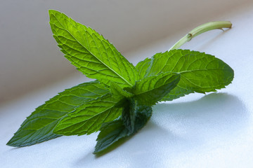 sprig of mint on a light gray background