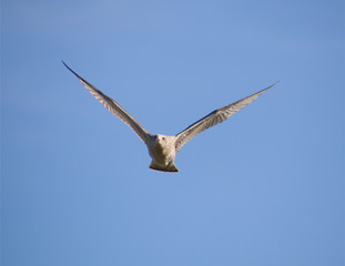 seagull in flight