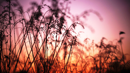 Grasses in the sunset near Jeiorko Czerniakowskie in Warsaw, Poland © Agnieszka