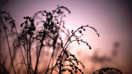 sunset in the grass © Agnieszka