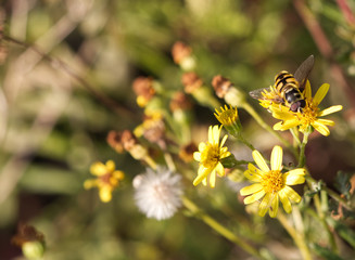 bee on yellow flower