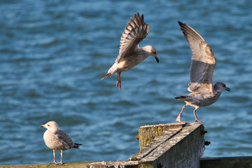 seagull in flight