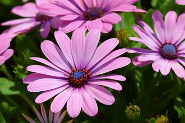 Obraz premium violette Blüten einer Bornholmargerite