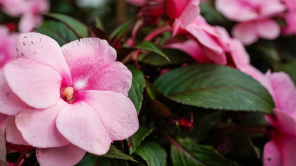 Flowers, 16 May 2020, Lakeshores of Montreux, Switzerland.