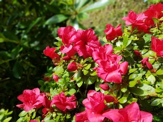 fushia Rhododendron flower 
Azalée