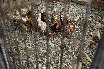 Chickens eating in a corral