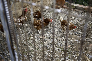 Chickens eating in a corral