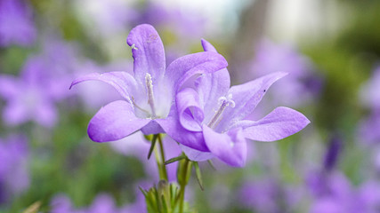 Fototapeta premium Flowers, 16 May 2020, Lakeshores of Montreux, Switzerland.