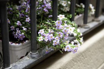 Colorful flowers in pots