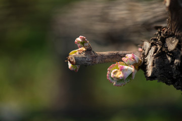 
vine outbreak in Ribeiro, Ourense