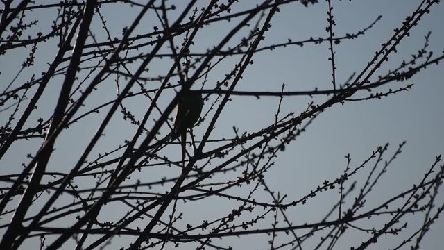 Parakeet on a tree making loud and cute squeaking sounds