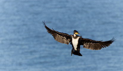 great crested grebe in mid flight