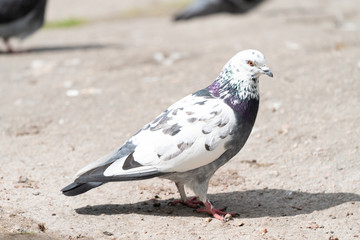 Rock pigeon