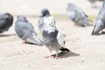 Rock pigeon