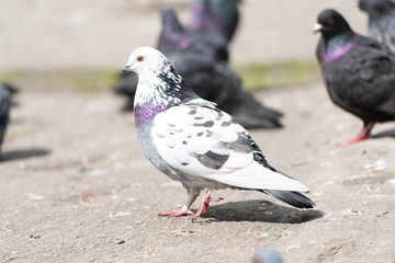 Rock pigeon