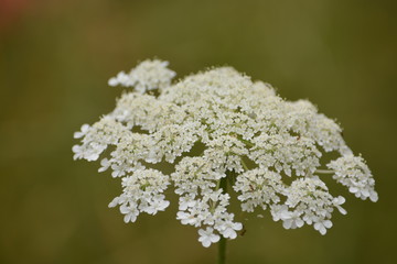 Queen Anne’s lace