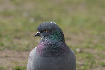 Rock pigeon