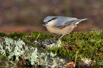 trepador azul posado en una rama con musgo   (Sitta europaea) Marbella España 