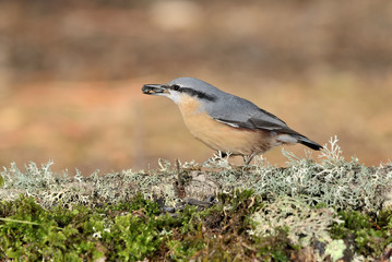 trepador azul posado en una rama con musgo (Sitta europaea) Marbella España	
