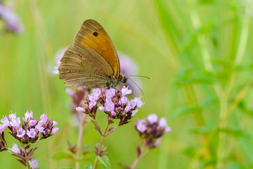 Close up. butterfly on leaf. selective focus. Beautiful