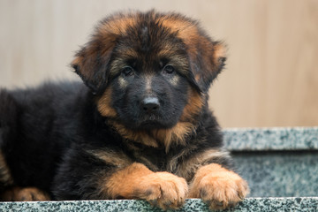 long-haired puppy of a German shepherd on the steps