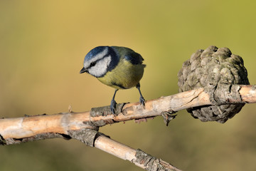 Obraz premium herrerillo común posado en una rama (Cyanistes caeruleus) Marbella Andalucía España