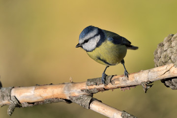herrerillo común posado en una rama (Cyanistes caeruleus) Marbella Andalucía España