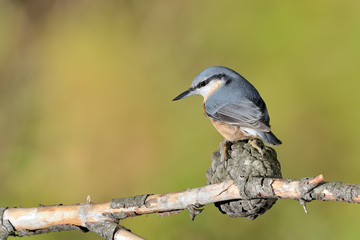 trepador azul posado en una rama con musgo (Sitta europaea) Marbella España	