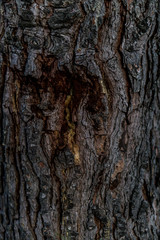 Tree bark texture background