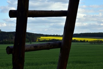 pole rzepaku © ARTUR