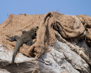 Low angle zoom shot of an Indian Monitor Lizard baby hidden in jute bag on a rock with sky in the background -Unique abstracts concept.