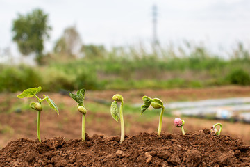 Step by step seed germination on organic farm