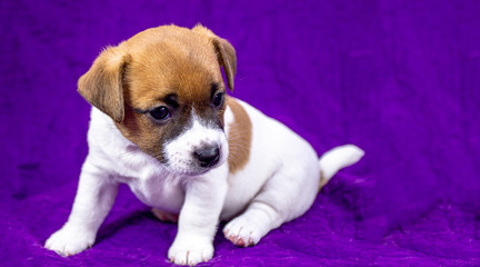 curious puppy bitch jack russell terrier sitting on a purple bedspread. Horizontal