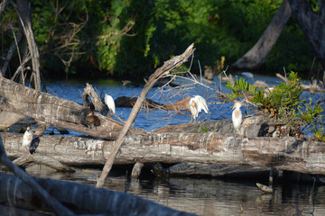 several white egrets on the log