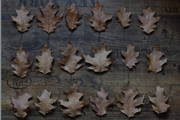 
brown autumn oak leaves are laid out symmetrically on a wooden floor. interior photo. autumn concept