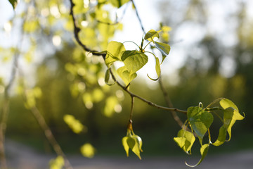 
green leaves of a tree in spring close-up. background