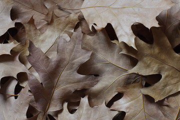 dry oak leaves. interior photo. autumn concept