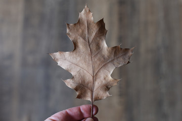dry oak leaf in a hand on a neutral background.