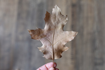 dry oak leaf in a hand on a neutral background.