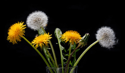 Bouquet of dandelions on a black background