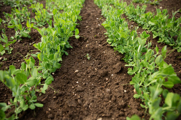 Young pea plants in early spring garden - selective focus. Young shoots of peas on the field. 