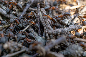 big ant house in the forest