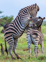 Fototapeta na wymiar Two Zebras playing 