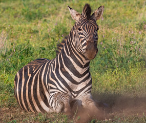 Fototapeta na wymiar Zebra playing in the dust