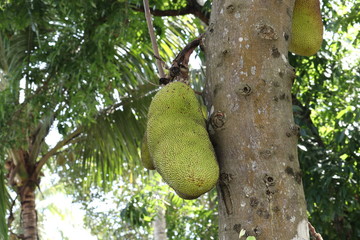 jachfruit tree in a garden