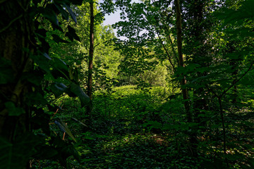 Fototapeta na wymiar Green leafs in the middle of the forest