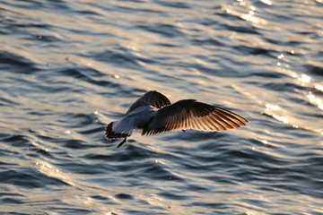 seagull in flight
