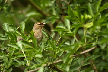 bird, natur, wild lebende tiere, spatz, tier, robin, baum, ast, wild, schnabel, braun, gering