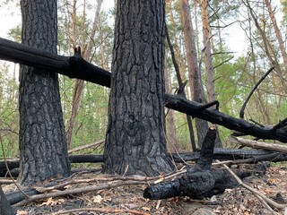 Burned trees in the forest after a fire. Traces of fire on trees in a park. Burnt bark on forest...
